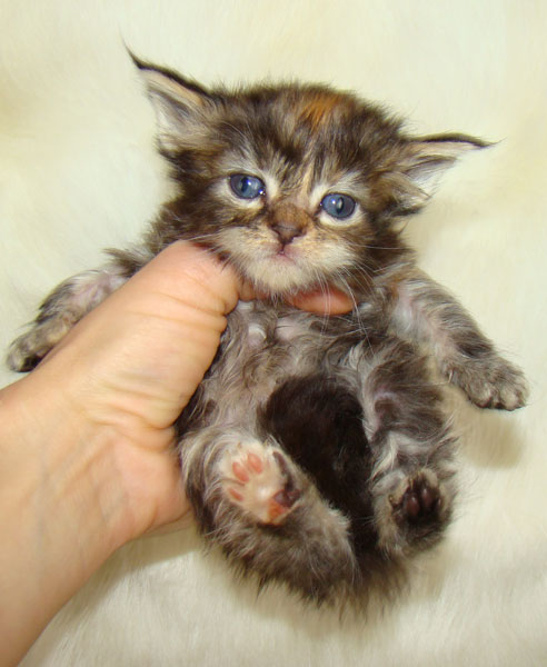     Catsvill County!   !    !       !!!    Catsvill County +7-926-544-74-09     .   ,   ,   ,    ,   ,  ,     ,   -,    ,   !